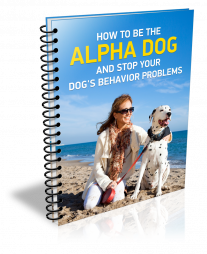How-to-be-the-alpha-dog-and-stop-your-dogs-behavior-problems-L.png